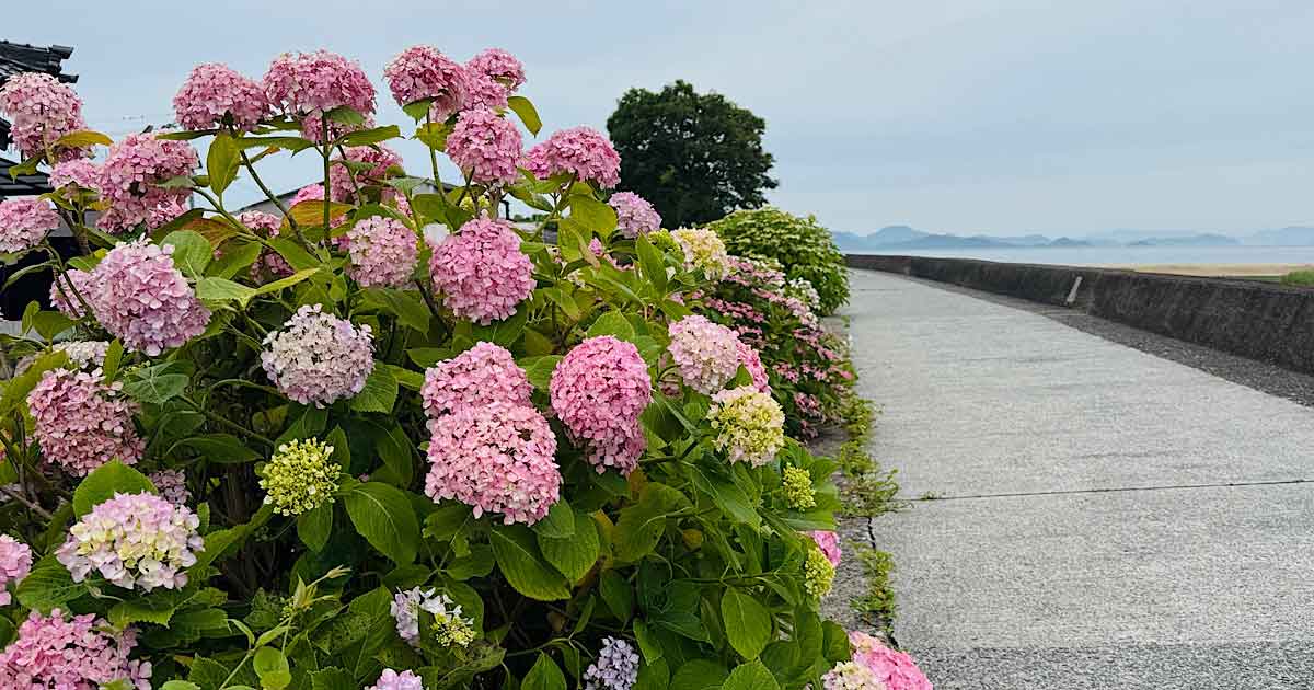 蓮福寺周辺の海沿い遊歩道に咲くあじさい（松山市北条）
