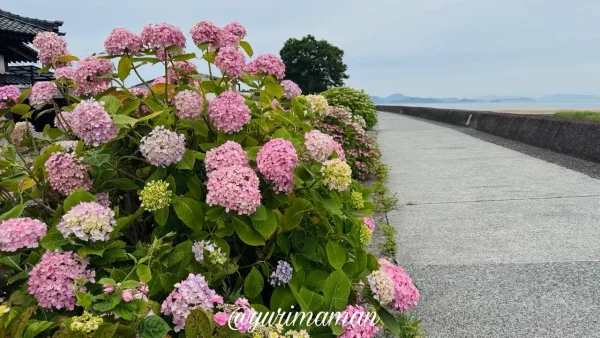 瀬戸内海を望む蓮福寺周辺のあじさい - ゆりママんブログ 瀬戸内海を望む蓮福寺周辺のあじさい