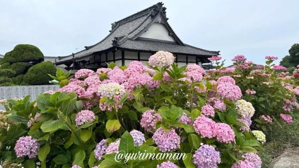 蓮福寺とピンク色のあじさい(松山市北条) - ゆりママんブログ 蓮福寺とピンク色のあじさい(松山市北条)