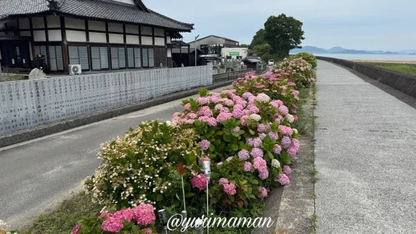 蓮福寺周辺の道路沿いに咲くあじさい03 - ゆりママんブログ 蓮福寺周辺の道路沿いに咲くあじさい03
