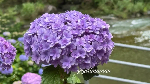小さな花が重なる紫色のあじさい