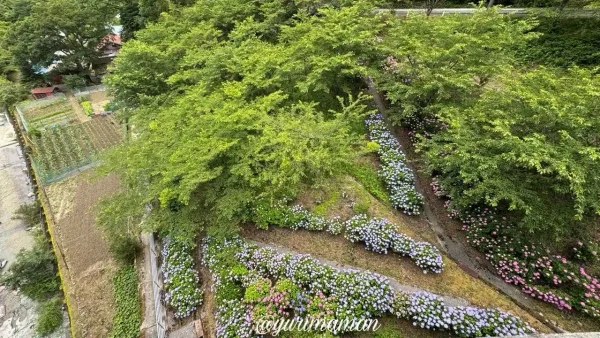 橋の上から見下ろすあじさいの風景