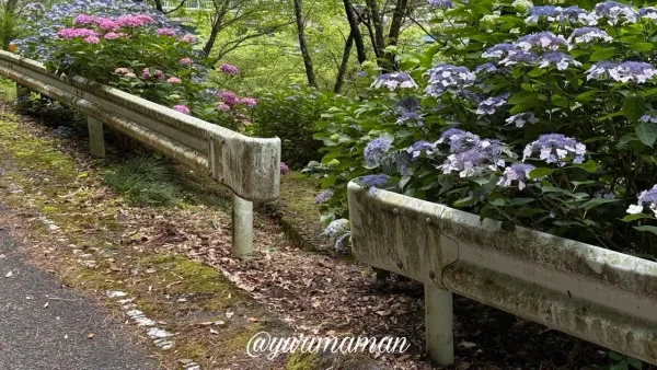 あじさいスポットにつながる入り口（西条市藤之石）