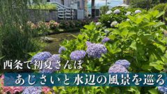 西条市であじさいと水辺の風景を楽しむ初夏の散歩コース