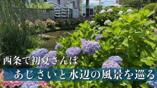 西条市であじさいと水辺の風景を楽しむ初夏の散歩コース