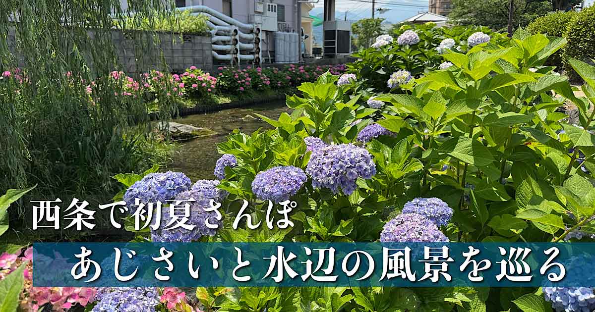 西条市であじさいと水辺の風景を楽しむ初夏の散歩コース