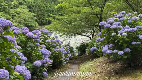 橋の下に広がるあじさいと川の風景