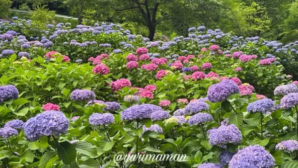 あじさいの壁（西条市藤之石）