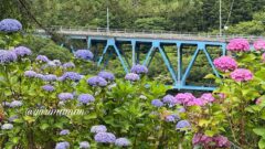 西条市藤之石の青い橋とあじさいの風景