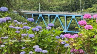 西条市藤之石の青い橋とあじさいの風景