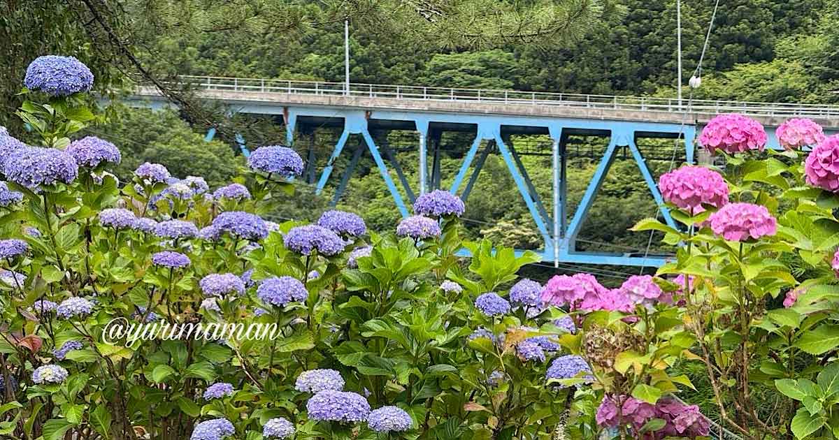 西条市藤之石の青い橋とあじさいの風景