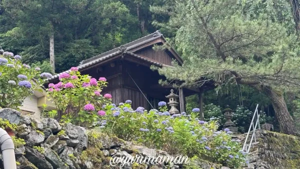 筋神神社とあじさいの風景（西条市藤之石）