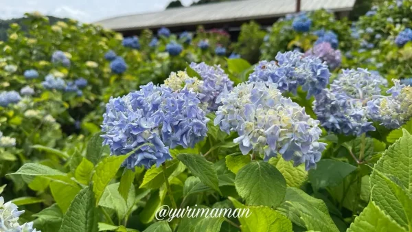 清流の里ひじかわで見頃を迎え始めた青いあじさい - ゆりママんブログ 清流の里ひじかわで見頃を迎え始めた青いあじさい