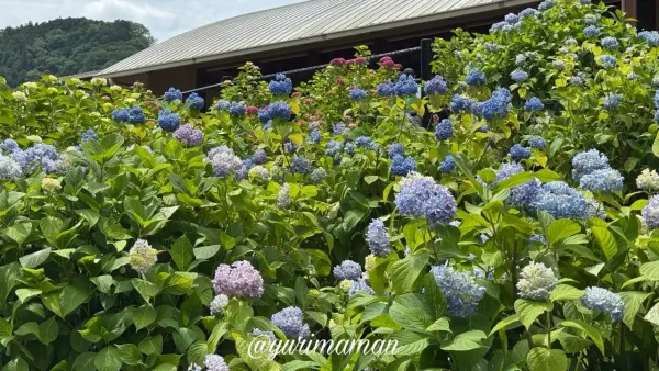 清流の里ひじかわのあじさい開花状況 2026年6月1日撮影 - ゆりママんブログ 清流の里ひじかわのあじさい開花状況 2026年6月1日撮影