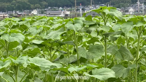 開花前のひまわりが育つ西予市たいよう農園の畑