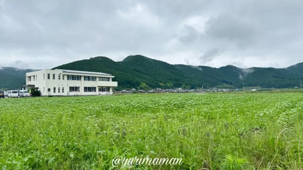 西予市たいよう農園のひまわり畑 一面に育つひまわり