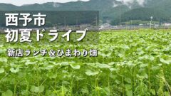 西予市の初夏ドライブ 新店ランチとたいよう農園・豆道楽のひまわり畑