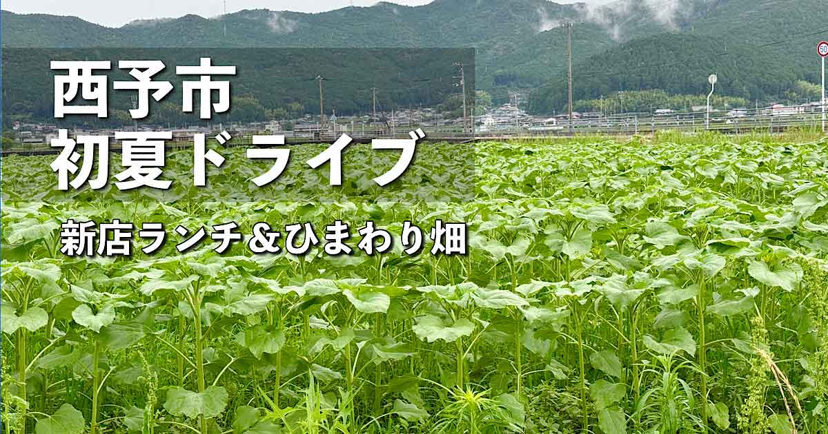 西予市の初夏ドライブ 新店ランチとたいよう農園・豆道楽のひまわり畑