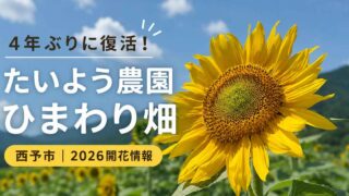 4年ぶりに復活した西予市・たいよう農園ひまわり畑（2026年開花情報）
