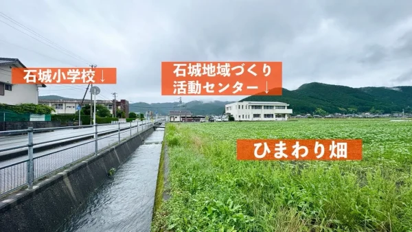 西予市たいよう農園のひまわり畑の場所について