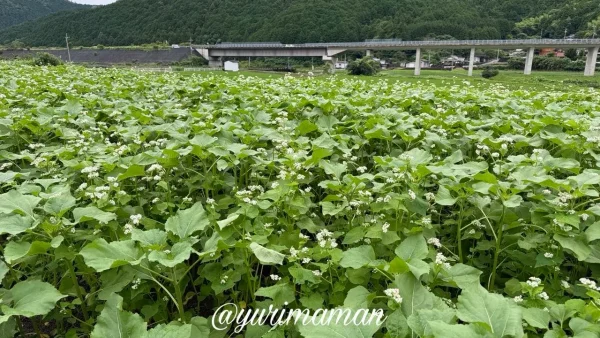 西予市田之筋地区 豆道楽のひまわり畑の生育状況（2026年6月26日撮影）
