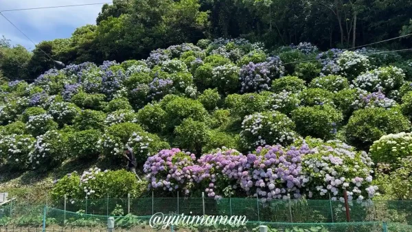 見頃を迎えた下須戒あじさい群生地の全景 - ゆりママんブログ 見頃を迎えた下須戒あじさい群生地の全景