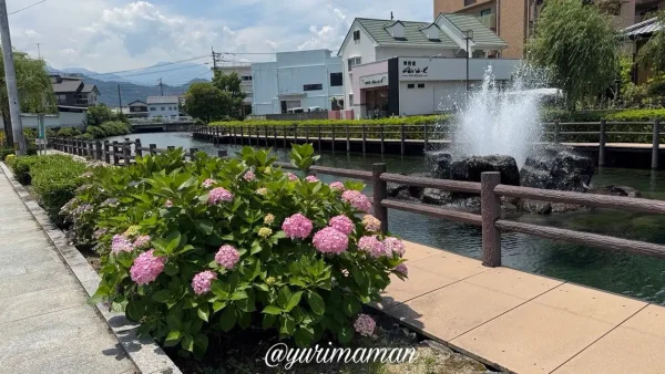 うちぬきの噴水とあじさい1