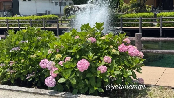 うちぬきの噴水とあじさい2