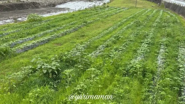 渦井川河川敷に植えられたひまわりの苗の様子(2026年6月22日撮影) - ゆりママんブログ 渦井川河川敷に植えられたひまわりの苗の様子(2026年6月22日撮影)