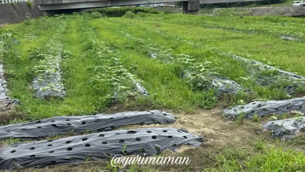 西条市渦井川河川敷のひまわり畑 生育中の様子(2026年6月22日撮影) - ゆりママんブログ 西条市渦井川河川敷のひまわり畑 生育中の様子(2026年6月22日撮影)