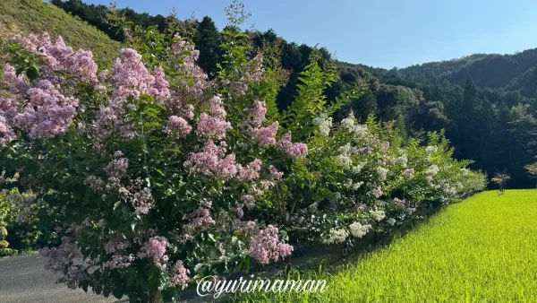 フラワーパークおおずで見頃を迎えた百日紅（サルスベリ）（2026年7月21日撮影）