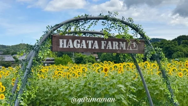 HAGATA FARMの看板と満開のひまわり畑