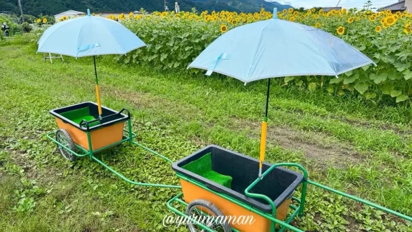 はがた農園ひまわり畑のリアカーと傘のフォトスポット