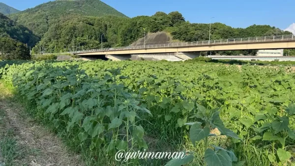 大洲市畑の前河川敷広場のひまわり畑 2026年7月21日の開花状況