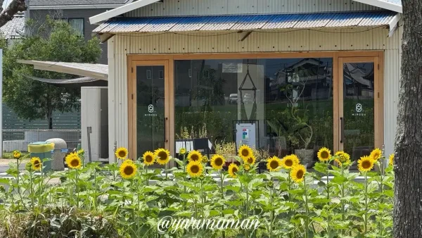 松前町ひょこたん池で咲いたひまわりの花（2026年7月17日撮影）
