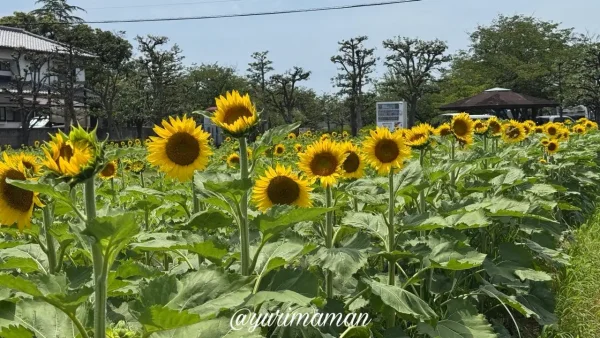 松前町ひょこたん池で咲くひまわり畑の様子 - ゆりママんブログ 松前町ひょこたん池で咲くひまわり畑の様子