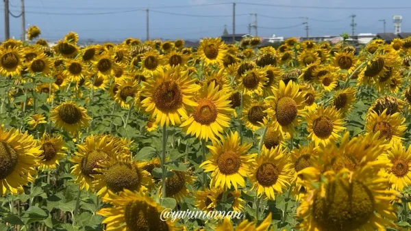 伊予市のひまわり畑（みかんこども園近く）2026年7月27日撮影-1