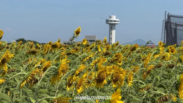伊予市のひまわり畑（みかんこども園近く）2026年7月27日撮影-2