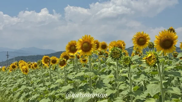 西条市河原津のたいよう農園ひまわり畑の開花状況(2026年7月19日)