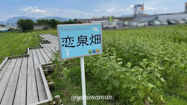 松前町・恋泉畑ひまわり畑の2026年7月17日の開花状況 - ゆりママんブログ 松前町・恋泉畑ひまわり畑の2026年7月17日の開花状況