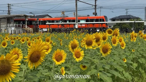 松前町恋泉畑のひまわりと伊予鉄道の電車（2026年7月22日撮影）