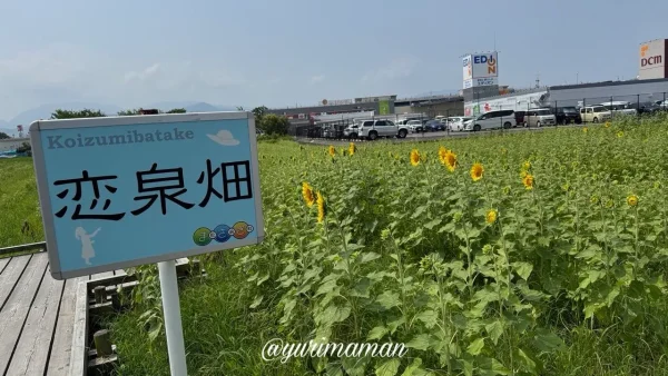 松前町恋泉畑のひまわり畑（2026年7月22日の開花状況）