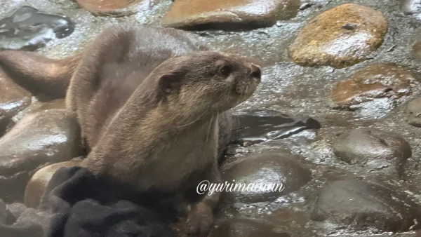 松野町 おさかな館のカワウソ - ゆりママんブログ 松野町 おさかな館のカワウソ