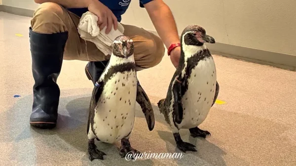 松野町 おさかな館のペンギンのお散歩 - ゆりママんブログ 松野町 おさかな館のペンギンのお散歩