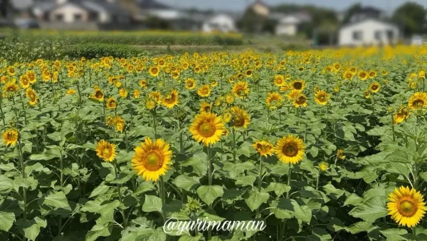 中萩ひまわりプロジェクトのひまわり畑 2026年7月17日ほぼ満開の様子