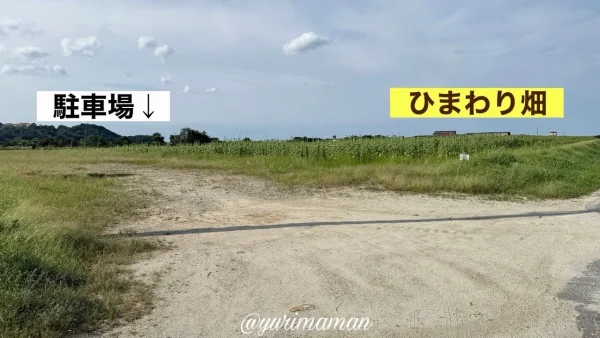 西条市河原津・たいよう農園ひまわり畑の駐車場