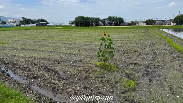 徳丸ひまわり畑の開花状況(2026年7月3日撮影) - ゆりママんブログ 徳丸ひまわり畑の開花状況(2026年7月3日撮影)