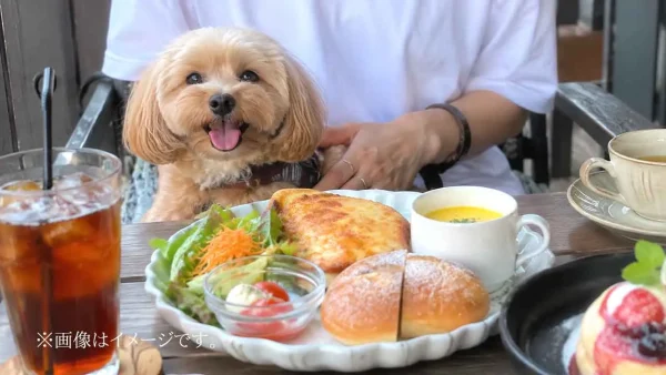 愛媛県の犬と行けるカフェでランチを楽しむイメージ - ゆりママんブログ 愛媛県の犬と行けるカフェでランチを楽しむイメージ