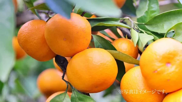 伯方島のみかん畑イメージ画像 - ゆりママんブログ 伯方島のみかん畑イメージ画像