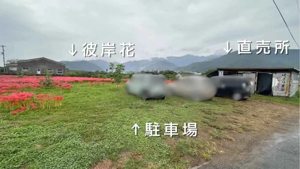 西条市丹原町のはっきり農園の駐車場 - ゆりママんブログ 西条市丹原町のはっきり農園の駐車場